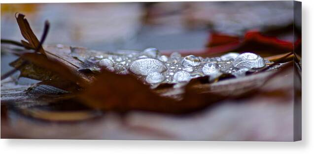 Water Canvas Print featuring the photograph Drops by Jill Laudenslager