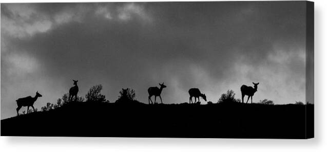 Big Horn Sheep Canvas Print featuring the photograph Evening Ridge by Kevin Dietrich