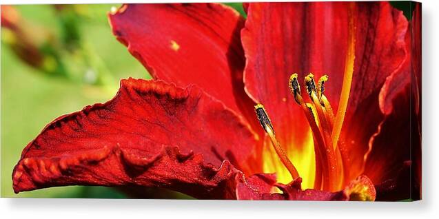 Flora Canvas Print featuring the photograph Flames of Red by Bruce Bley