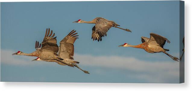 Cranes Canvas Print featuring the photograph Gathering by Kevin Dietrich