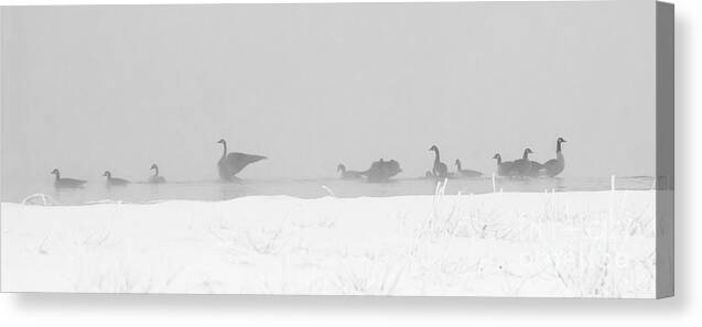 Geese Canvas Print featuring the photograph Geese by Steven Ralser