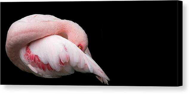 Flamingo Canvas Print featuring the photograph Grace by Rebecca Cozart