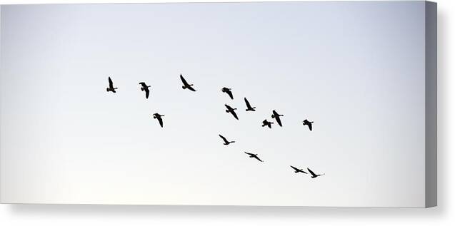 Tranquility Canvas Print featuring the photograph Large group of geese flying through Coquille, Oregon, USA by Feifei Cui-Paoluzzo