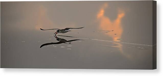 Sunrise Canvas Print featuring the photograph Skimming the surface by Roy Thoman