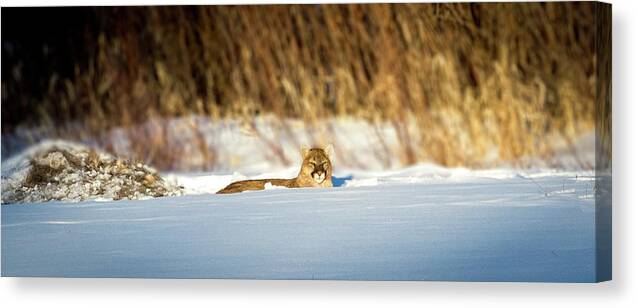 Lion Canvas Print featuring the photograph 3 Waters Ghost by Kevin Dietrich