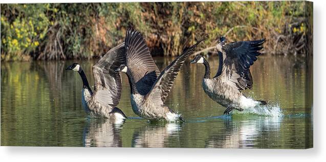 Canada Canvas Print featuring the photograph Canada Geese 5659-092217-1cr-p by Tam Ryan