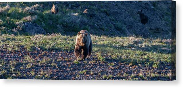 Grizzly Bear Canvas Print featuring the photograph Charging Grizzly by Mark Miller