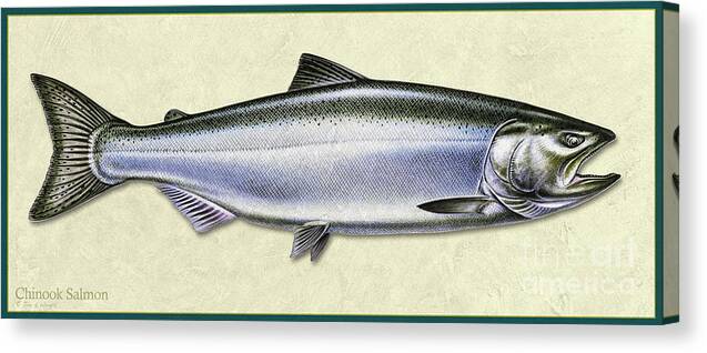 Jon Q Wright Fish Id Print Chinook Salmon Flyfishing Fly Freshwater Canvas Print featuring the painting Chinook Salmon ID by Jon Q Wright