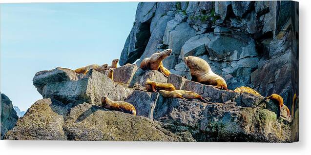 Landscape Canvas Print featuring the photograph Colony of Sea Lions by Kyle Lavey