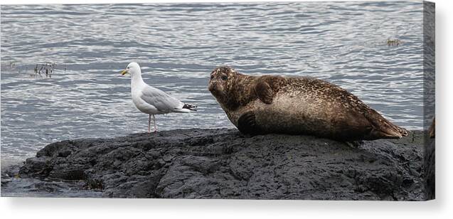 Nature Canvas Print featuring the photograph Common Seal and the Gull by Wendy Cooper