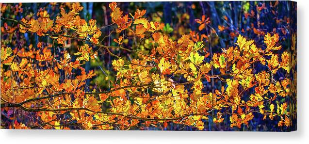 Leaf Canvas Print featuring the photograph Fall Light #e2 by Leif Sohlman