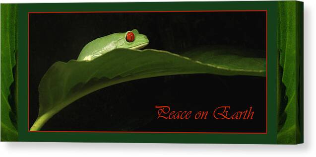 Holiday Canvas Print featuring the photograph Frog Holiday Card and Mug by Nancy Griswold