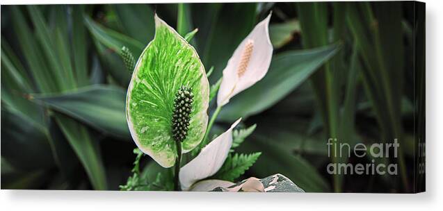 Garden Canvas Print featuring the photograph Green by Russell Brown