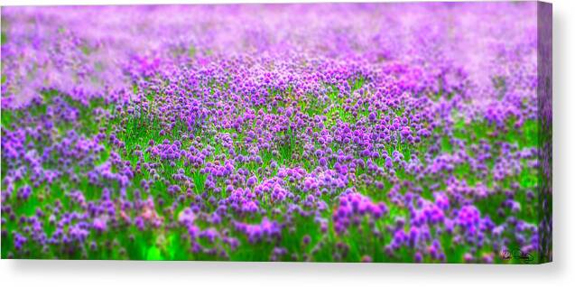 Chives; Field; Soft Focus; Dreamlike; Center Focus; Purple; Pink; Green; Nature; Beautiful; Calming; Zen; Tranquil; Meditative; No One; Nobody; Spa; Peaceful; Quiet; Dreamy Canvas Print featuring the photograph I Dream by Dee Browning