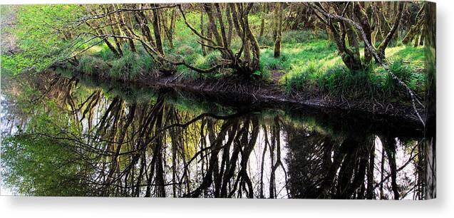 River Canvas Print featuring the photograph Reaching by Allan Van Gasbeck