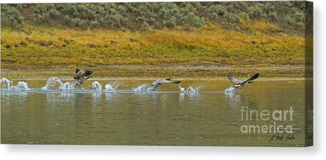 Canada Goose Canvas Print featuring the photograph River Takeoff-Signed-#1032 by J L Woody Wooden