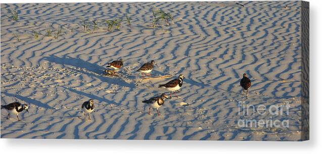 Beach Canvas Print featuring the photograph Seven Sandpipers by Julianne Felton