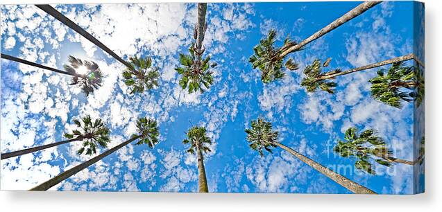 Palm Trees Canvas Print featuring the photograph Skyward Palms by Az Jackson