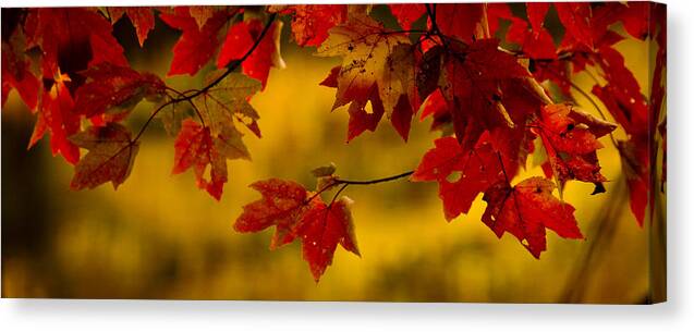 Autumn Color Canvas Print featuring the photograph Soon Enough by Albert Seger