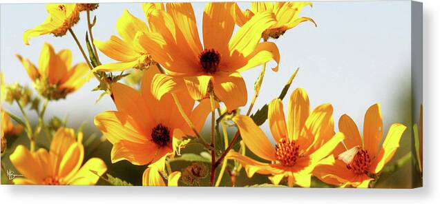 Summer Canvas Print featuring the photograph Summer Field by Mary Anne Delgado