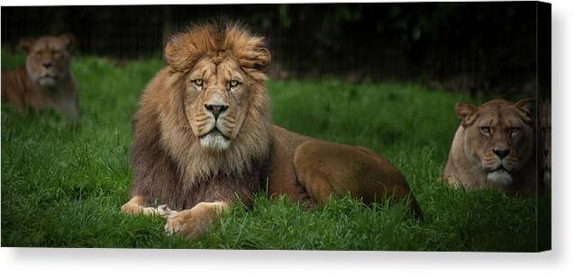 Lion Canvas Print featuring the photograph Three Lions by Nigel R Bell