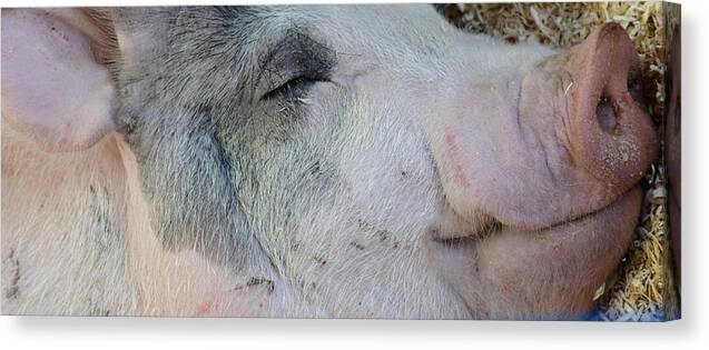  Canvas Print featuring the photograph Wilbur by Kimberly Woyak