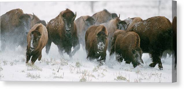 Mark Miller Photos Canvas Print featuring the photograph Wild Bison Stampede by Mark Miller