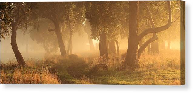 Mist Canvas Print featuring the photograph Morning Mist by Garth Smith