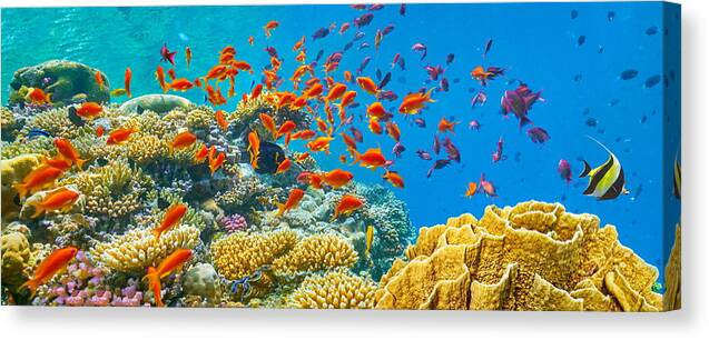 Landscape Canvas Print featuring the photograph Red Sea, Egypt - Underwater View by Jan Wlodarczyk
