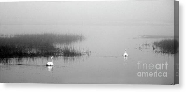 Swans Canvas Print featuring the photograph Swans In the Fog by Dianne Morgado