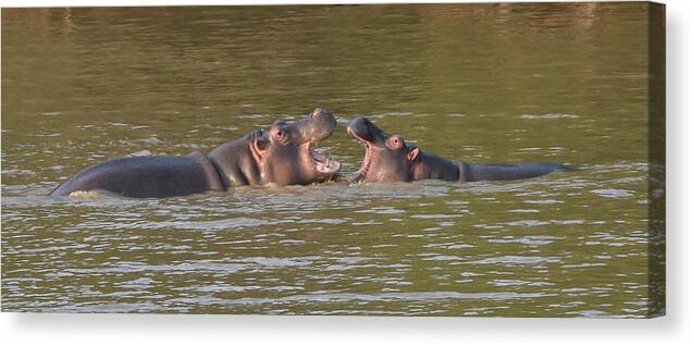 Hippo Canvas Print featuring the photograph Young Hippos at Play by Ben Foster