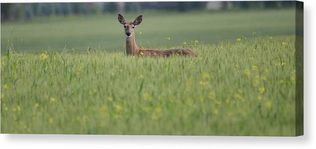 Deer Canvas Print featuring the photograph Deerfield by Whispering Peaks Photography