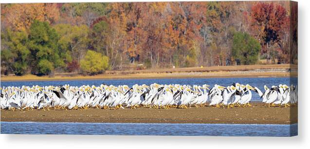 Pelicans Canvas Print featuring the photograph Hundreds of Pelicans by Julie Barrick