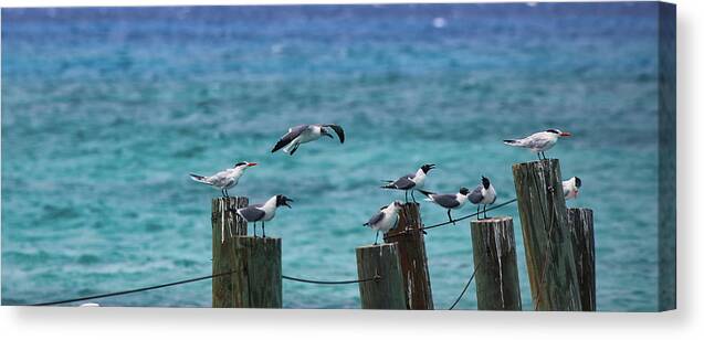 Caribbean Sea Canvas Print featuring the photograph In Coming by Scott Burd