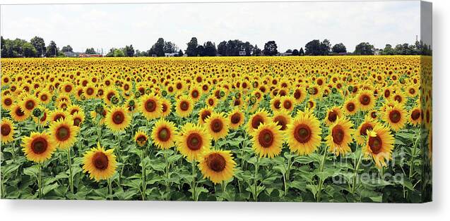 Sunflowers Canvas Print featuring the photograph Sunflower Field 9464 by Jack Schultz