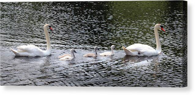 Swan Family Canvas Print featuring the photograph The Swan Family by David T Wilkinson