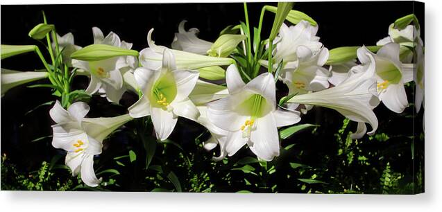 Black Background Canvas Print featuring the photograph White Lilies by Crystal Wightman