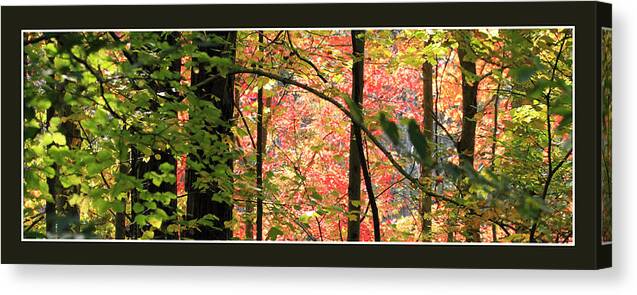 Autumn Canvas Print featuring the photograph Autumn in the Forest by Jackson Pearson