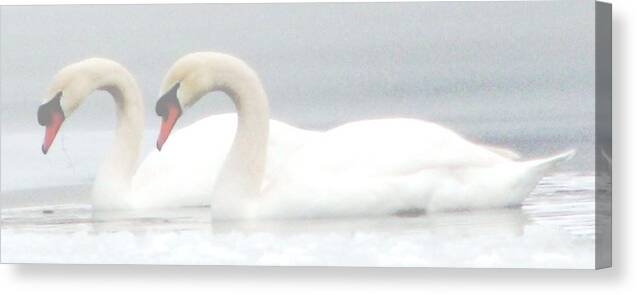 Swans Canvas Print featuring the photograph On A Misty Morning by Angela Davies