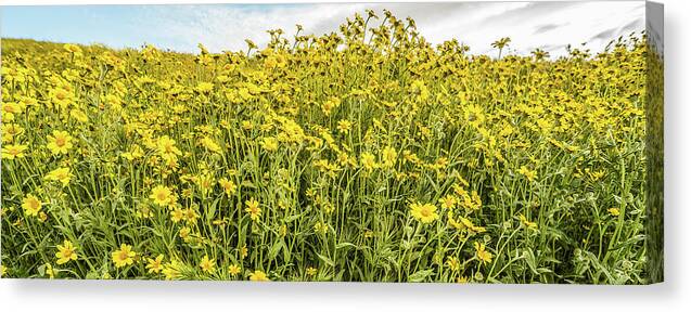 Photography Canvas Print featuring the photograph Wildflowers In A Field, Carrizo Plain by Panoramic Images