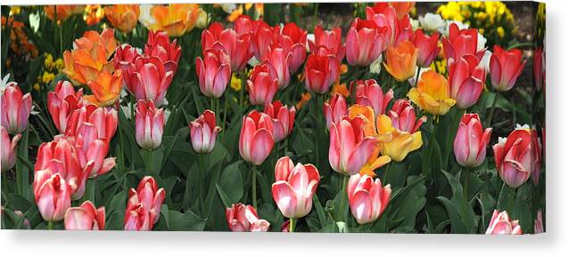 Tulips Canvas Print featuring the photograph Tulips #2 by Patrick Short