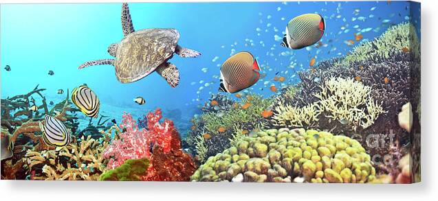 Butterflyfish Canvas Print featuring the photograph Underwater panorama by MotHaiBaPhoto Prints