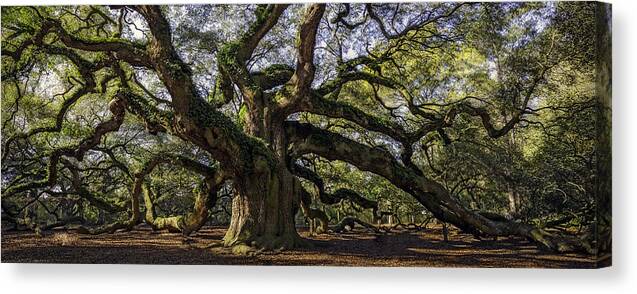 Alexandria Canvas Print featuring the photograph Angel Oak by Michael Donahue