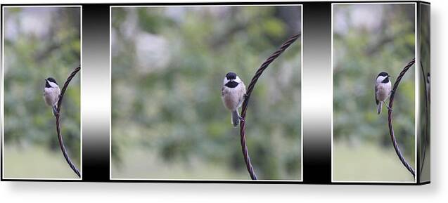 Black-capped Chickadee Canvas Print featuring the photograph Chickadee 0423 by Ericamaxine Price