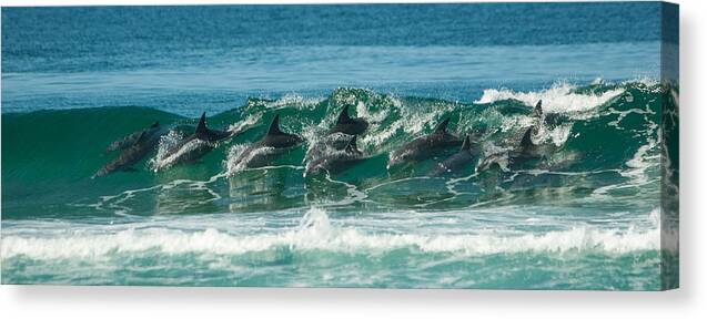 Action Canvas Print featuring the photograph Surfing Dolphins 4 by Alistair Lyne