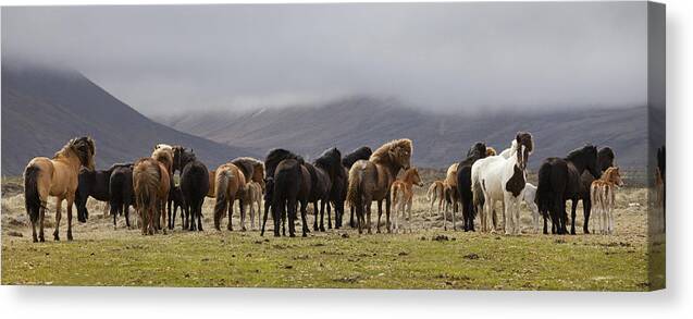 Animal Canvas Print featuring the photograph Big Family by orsteinn H. Ingibergsson