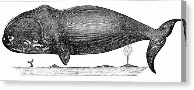 White Background Canvas Print featuring the digital art Bowhead Whale Balaena Mysticetus by Ilbusca