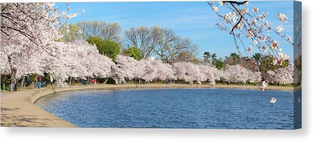 Tidal Basin Canvas Print featuring the photograph Washington Dc Cherry Blossoms by Drnadig