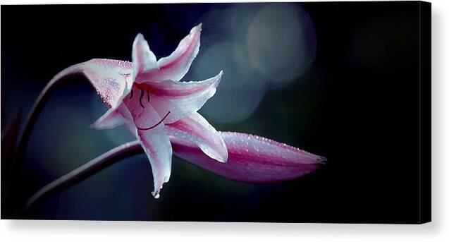 Lily Canvas Print featuring the photograph Lily by Gary Dow