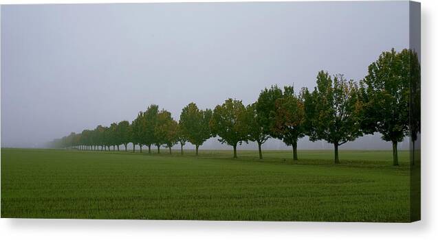 Trees Canvas Print featuring the photograph Morning mist by Richard Ferguson
